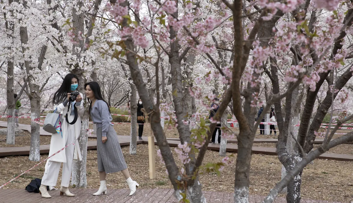 Pengunjung melihat foto-foto yang mereka ambil dekat bunga sakura di Taman Yuyuantan, Beijing, China, Kamis (26/3/2020). Musim semi dan bunga sakura bermekaran memikat warga untuk keluar rumah dari yang sebelumnya membatasi diri karena pandemi virus corona COVID-19. (AP Photo/Ng Han Guan)