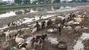 Puluhan kambing mencari makan di jalur inspeksi Kanal Banjir Barat, Jakarta, Rabu (17/2). Hal ini terjadi karena  terbatasnya ruang terbuka hijau di ibu Kota. (Liputan6.com/Immanuel Antonius)
