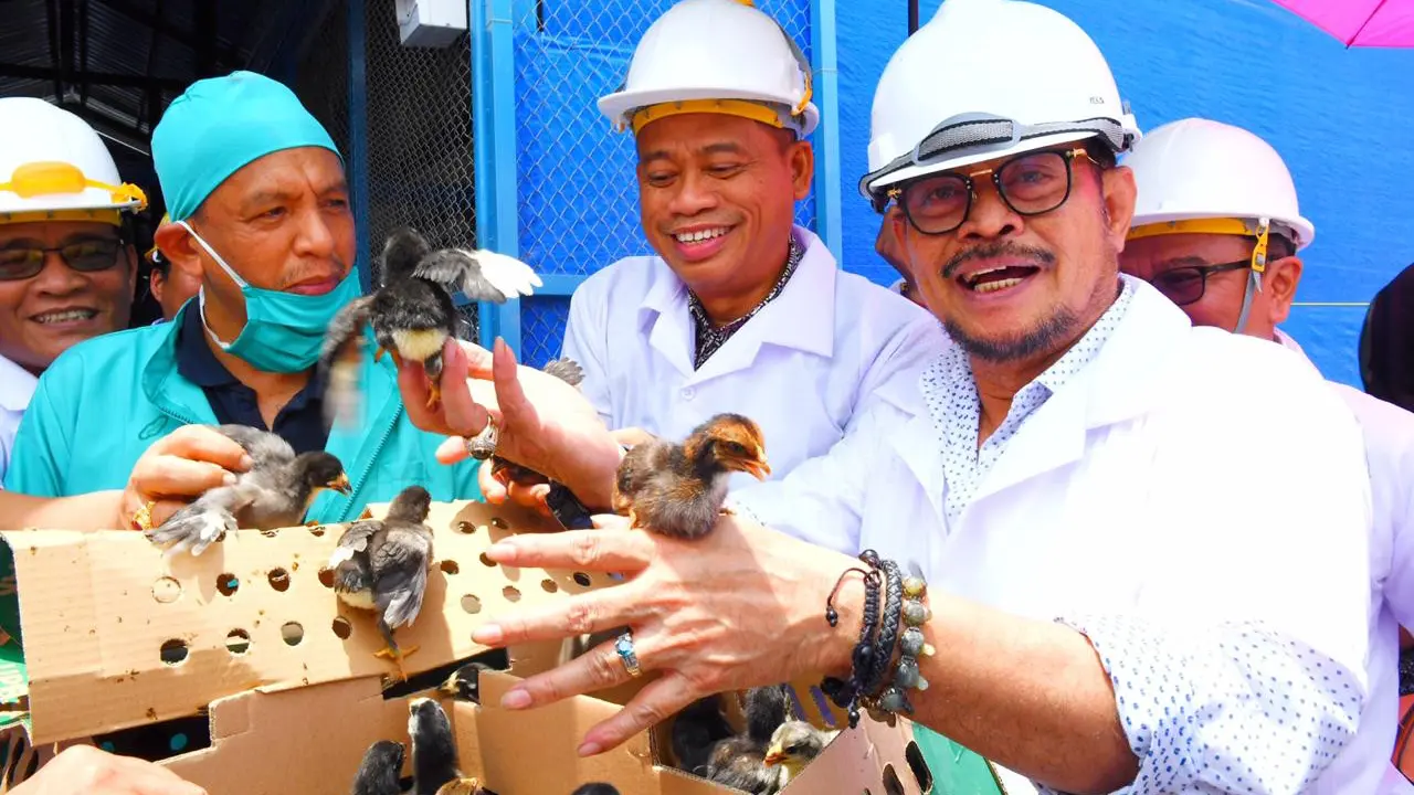 Mentan SYL Dorong Pembibitan Ayam Kampung Berbasis Pemberdayaan Masyarakat