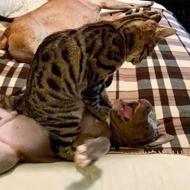 kucing vs anjing