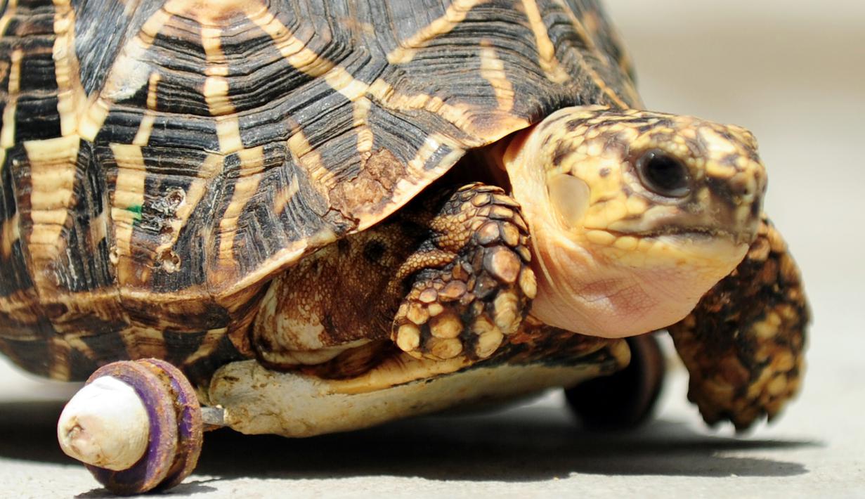  Kaki  Dimakan Musang Kura  kura  Malang Ini Berjalan Gunakan 