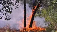 Brimob Diterjunkan Buru Pembakar Hutan dan Lahan Riau