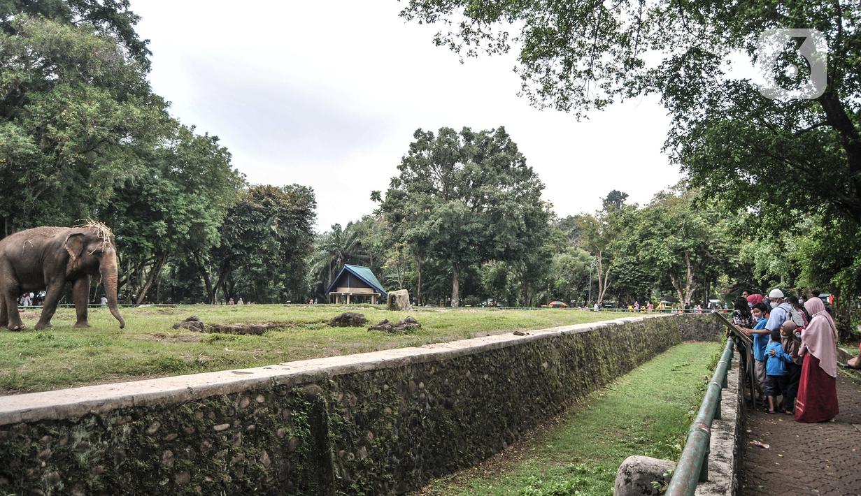 Wisatawan saat mengamati gajah di Taman Margasatwa Ragunan, Jakarta, Jumat (14/5/2021). Taman Margasatwa Ragunan membatasi jumlah wisatawan dengan kapasitas 30 persen. (merdeka.com/Iqbal S. Nugroho)
