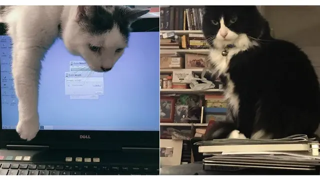 6 Aksi Kucing Menganggu Majikan saat Bekerja dari Rumah Ini Bikin Gemas