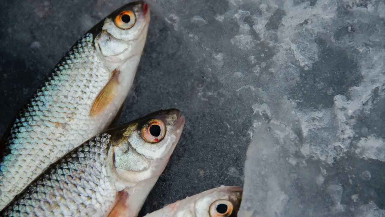 ikan-kezo