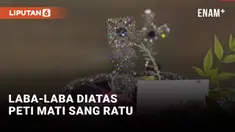 Laba-Laba