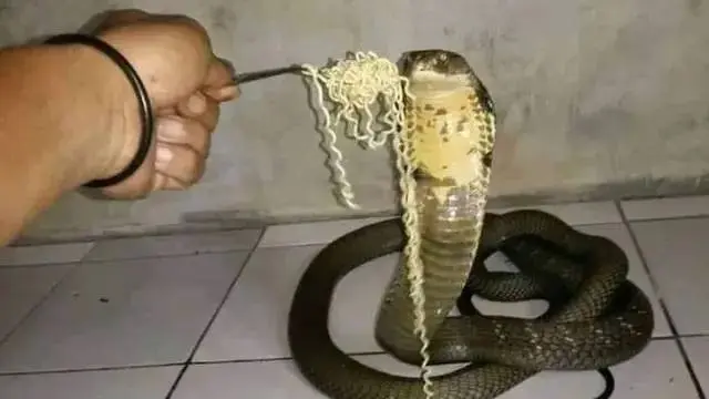 Enggak Ada Takutnya, Ini 8 Potret Akrab Manusia Bareng Ular yang Bikin Bergidik