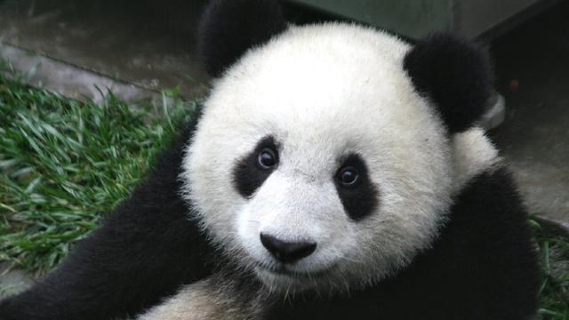 Unik, Ada Tisu Mewah yang Terbuat Dari Feses Panda