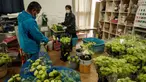 Yukari Shimizu (kanan) dan Hiroshi Kawamura merawat bunga lisianthus dalam rumah kaca di Namie, Prefektur Fukushima, Jepang, 30 Juli 2021. Sebagian dari bunga-bunga tersebut akan digunakan untuk karangan bunga kemenangan di Olimpiade Tokyo 2020. (YASUYOSHI CHIBA/AFP)