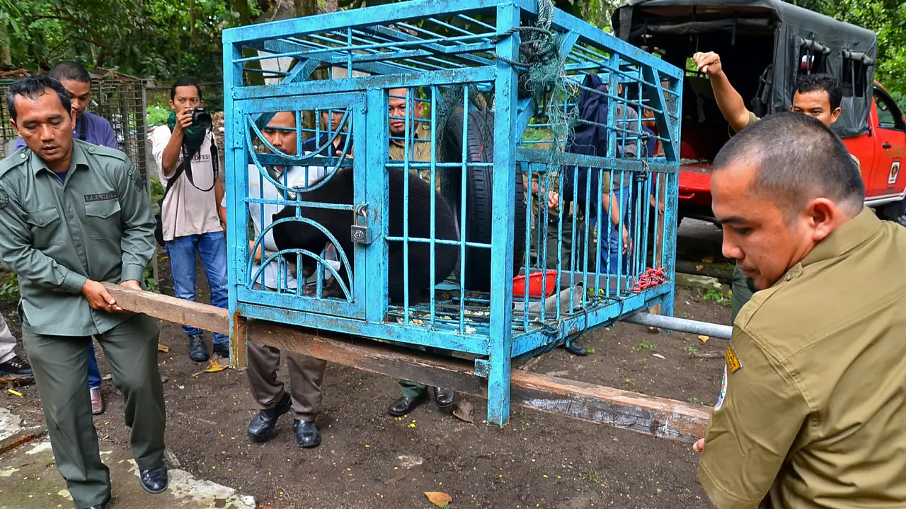 Hore, Beruang Si Hitam Kembali ke Alam