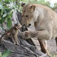 Setelah bunuh induk sang bayi baboon, singa ini justru perlihatkan tingkah laku yang tak terduga.