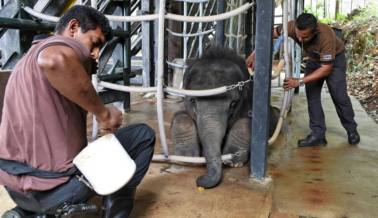 Petugas membuka kandang Neha jelang pemberian hadiah di Night Safari, Singapura, Kamis (11/5). Neha adalah anak Chawang merupakan gajah sekaligus hewan terbesar di taman safari dan selalu dianggap sebagai Raja Night Safari. (AFP/ ROSLAN RAHMAN)
