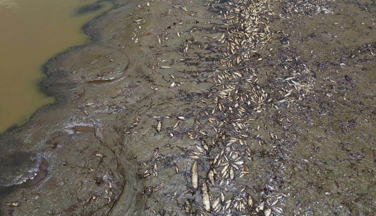 Permukaan sungai yang rendah dan air yang lebih panas telah membunuh banyak ikan yang terlihat mengambang di permukaan sungai, mencemari air minum, Menteri Lingkungan Hidup Marina Silva. (AP Photo/Edmar Barros)