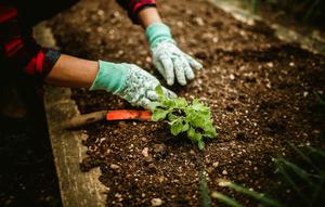 Tips Bikin Kebun Sayur Depan Rumah di Lahan Sempit (Sumber: Ilustrasi: Pexels)