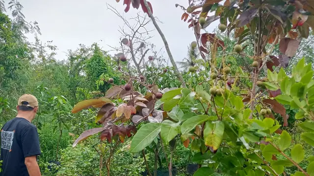 Budidaya Tabulampot Berbuah Lebat