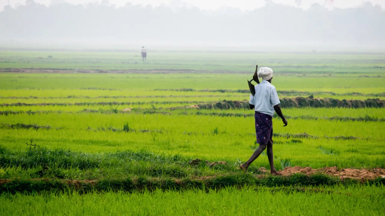 Sawah - Vania