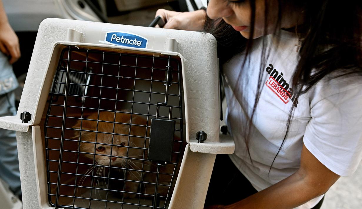 Seorang aktivis dari LSM Animals Lebanon tiba di tempat penampungan dengan membawa seekor kucing di pinggiran selatan Beirut pada 3 Oktober 2024. (Joseph EID/AFP)