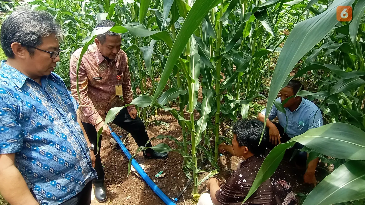 Slang Pengairan Kebun Jagung. (Kamis, 27/10/2022). (Yandhi Deslatama/Liputan6.com).