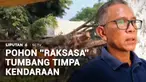 Tidak ada angin maupun hujan, sebatang pohon besar di kawasan Pasar Terminal, Kota Metro, Lampung, tiba-tiba tumbang. Pohon setinggi 15 meter tersebut menimpa satu unit mobil bak terbuka dan dua sepeda motor hingga ringsek.