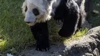 Ya Ya seekor panda yang dipinjamkan ke AS, akan dikembalikan ke China (Source: Twitter/ @zhengzaitiaohe)