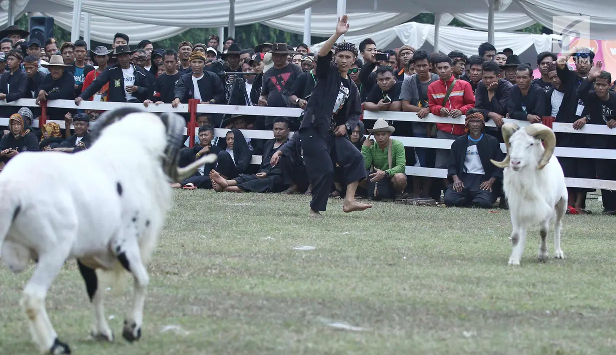 Wasit mengawasi dua domba yang mengikuti ketangkasan domba Garut dalam acara Jambore Peternakan Nasional 2017 di Buperta Cibubur, Jakarta, Sabtu (23/9). Lomba ini diikuti sebanyak 160 ekor domba.  (Liputan6.com/Herman Zakharia)