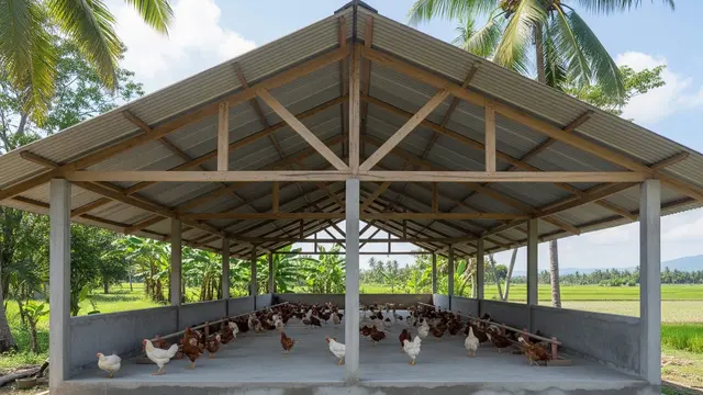 Kandang Ayam Lantai Semen Minimalis Mudah Dibersihkan