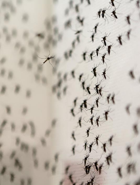 Nyamuk Aedes Aegypti terlihat di laboratorium Oxitec di Campinas, Brasil, (2/2/2016). Sekitar empat ribu bayi di Brasil lahir dengan kepala kecil (microchepaly) akibat wabah Zika. (REUTERS/Paulo Whitaker)
