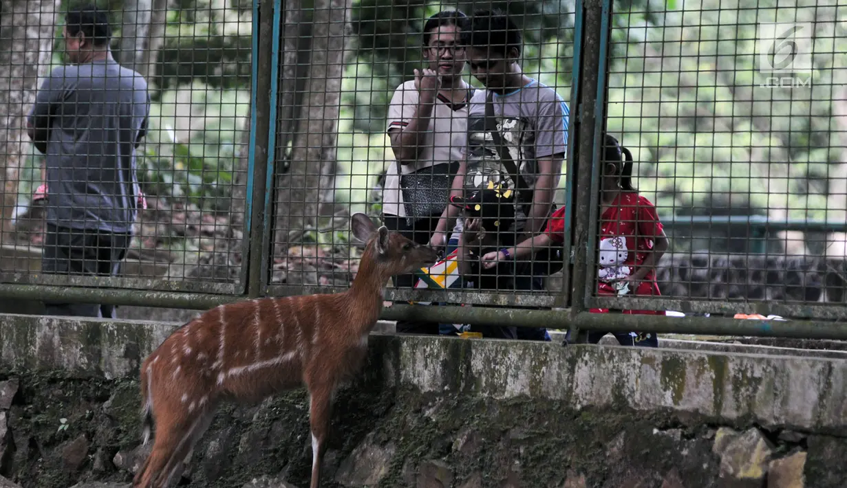 Warga saat melihat binatang rusa di Taman Margasatwa Ragunan, Jakarta Selatan, Senin (26/6). Jumlah pengunjung Ragunan pada hari ke-2 Lebaran ini diperkirakan mencapai 100 ribu orang. (Liputan6.com/Yoppy Renato)
