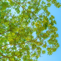 Ilustrasi Daun Ketapang (Credit: Freepik/jannoon028)