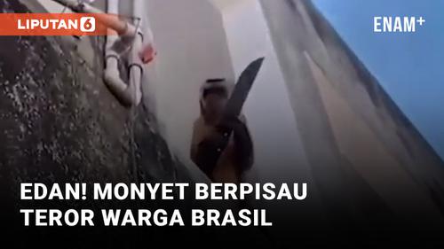 VIDEO: Monyet Berpisau Teror Warga Corrente di Brasil