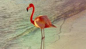Turis Kanada Divonis Bersalah Usai Curi Flamingo dari Hotel Las Vegas