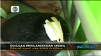 Seorang siswa SMP di Sumatera Utara harus dijahit sebanyak tujuh jahitan seletah dilempar kursi oleh gurunya.