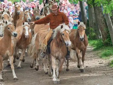 Seorang joki kuda mengatur kuda-kudanya saat menuju peternakan pejantan Haflinger di Meura, Jerman (29/4). Lebih dari 300 kuda jenis Haflinger tinggal di peternakan terbesar di Eropa tersebut. (AP Photo / Jens Meyer)