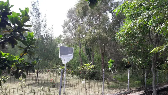 Miris Hutan Kota Indramayu tak Terurus Banyak Tumbuhan Liar
