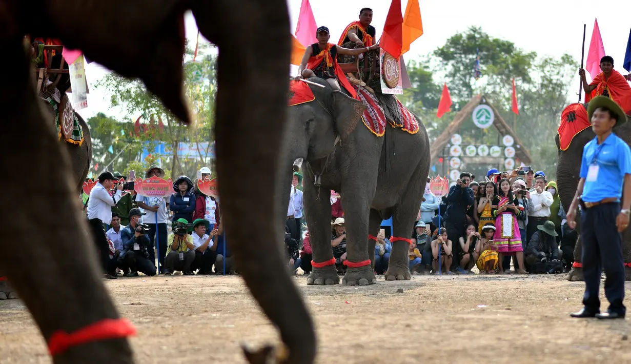 Penonton menunggu dimulainya perlombaan gajah selama festival gajah Buon Don di Provinsi Dak Lak, Vietnam pada 12 Maret 2019. Sebelum berlomba, gajah-gajah peserta lomba ini diperlakukan istimewa. (Manan VATSYAYANA/AFP)