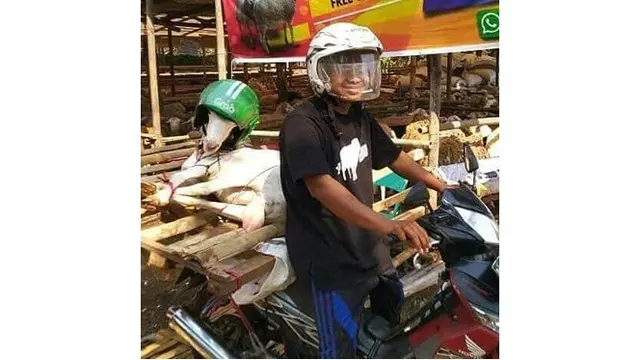 6 Momen Ojol Bawa Hewan Kurban Ini Bikin Geleng Kepala