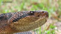 Lachesis Muta