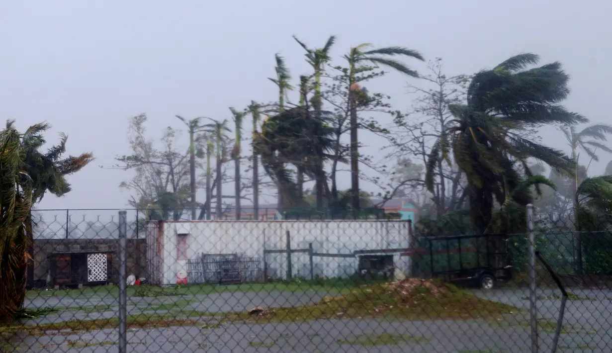 Sejumlah pohon menahan terjangan angin topan akibat Badai Earl di Kota Belize, Belize, (4/8). Badai Earl membawa angin kecepatan 130 km per jam. (REUTERS/Luis Echeverria)