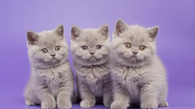 Tak Kalah Cantik, Ini 5 Warna Bulu Kucing yang Dianggap Langka