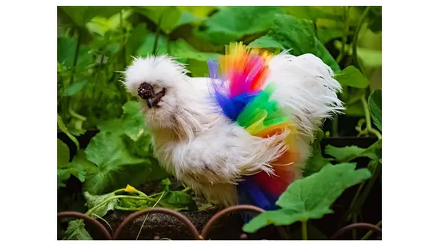 Pria Ini Buat Rok untuk Ayam, Alasannya Bikin Geleng Kepala