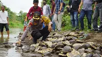 Kapolres Polman AKBP Ardi Sutriono saat melepasliarkan Kura-kura Ambon ke sungai (Foto: Liputan6.com/Istimewa)