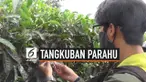 Kebun Teh di Kawasan Parongpong, Bandung Barat ditutupi abu vulkanik dari erupsi Gunung Tangkuban Parahu.