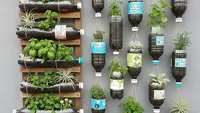 Cara Menata Kebun Botol Bekas agar Rumah Kontrakan Tetap Rapi, Estetik dan Tidak Terlihat Kumuh