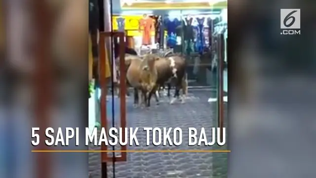 Merasa bosan, lima kawanan sapi mampir ke sebuah toko baju di Kuala Lumpur, Malaysia.