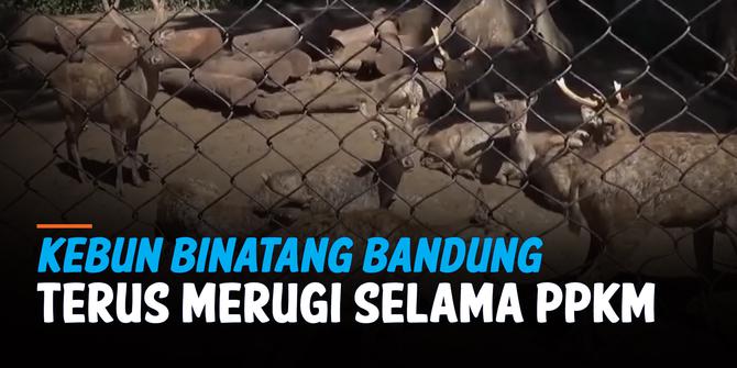 VIDEO: Kebun Binatang Bandung Korbankan Rusa jadi Makanan Hewan Karnivora