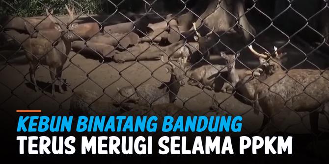 VIDEO: Kebun Binatang Bandung Korbankan Rusa jadi Makanan Hewan Karnivora