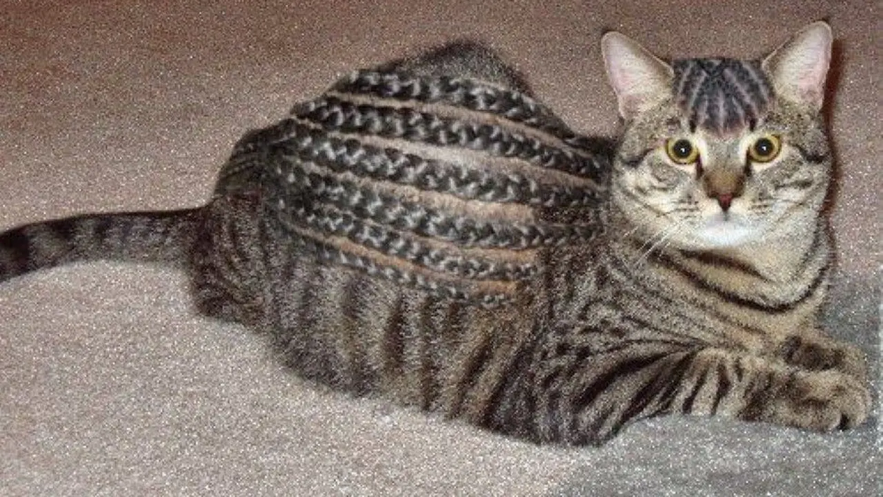 Tak Kalah Trendi, Ini 6 Gaya Rambut Kucing yang Bikin Ngakak