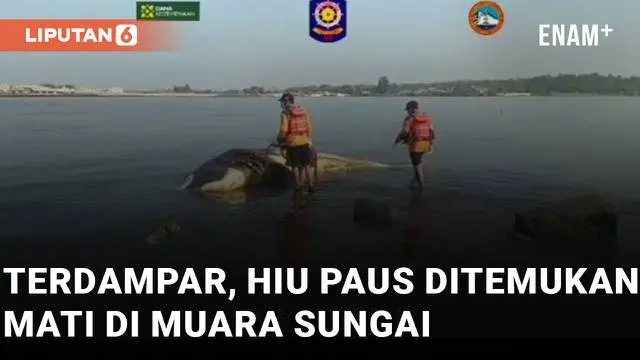 Seekor hiu paus terdampar di Muara Sungai Bogowonto, Congot, Kulon Progo
