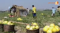 [VIDEO] Berkah Kemarau, Petani Buah Golden Raup Untung 300%