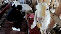Kambing peranakan Etawah berada dalam kandang saat peternak Fuad Farurahman memerah susu di Jiwanta Farm, Cibeuteng Udik, Bogor, Jawa Barat, Kamis (8/4/2021). Dalam sehari dapat dihasilkan 20 liter susu kambing yang dijual dengan harga Rp 40 ribu per liter. (merdeka.com/Arie Basuki)